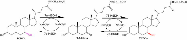 A green strategy to produce potential substitute resource for bear bile using engineered Saccharomyces cerevisiae