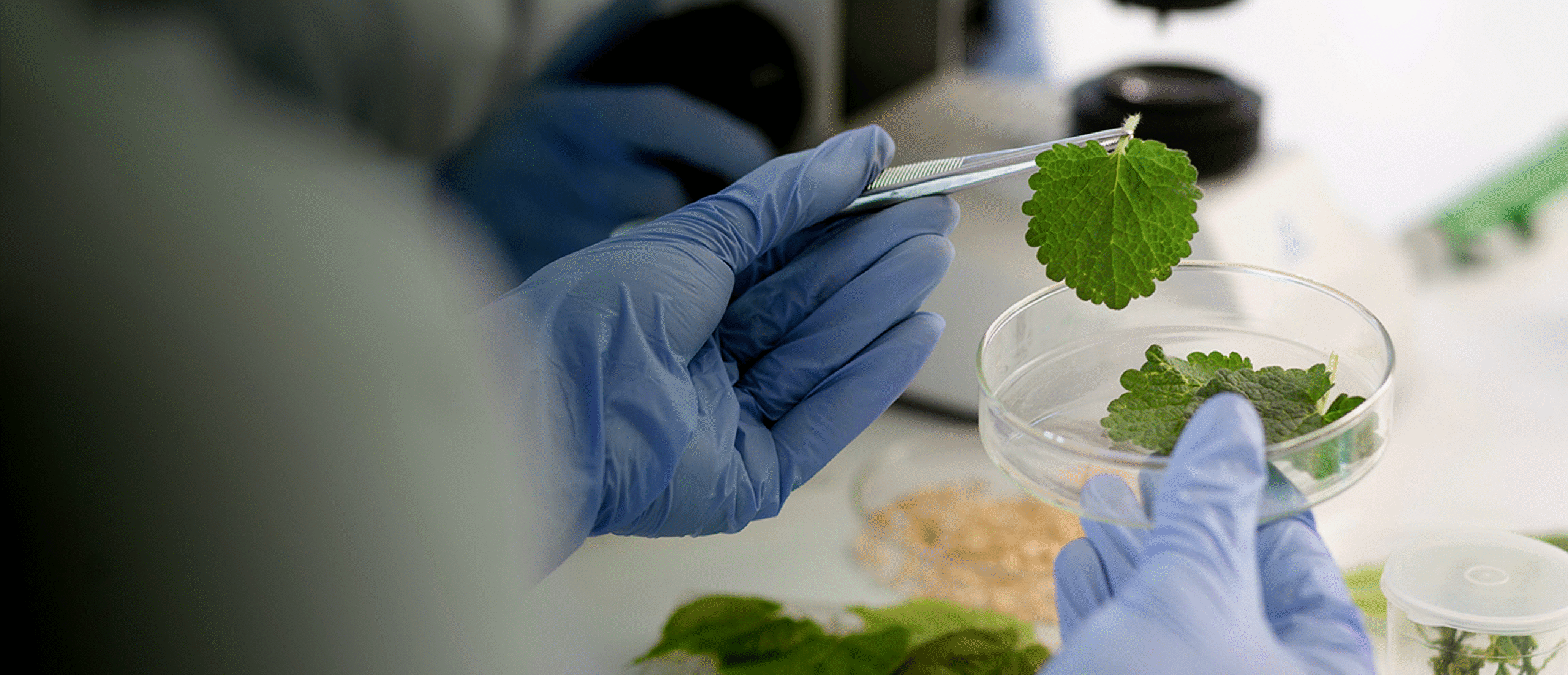 Call for Research Applications – Advancing Plant-Based Alternatives to Endangered Wildlife Products in Traditional Chinese Medicine