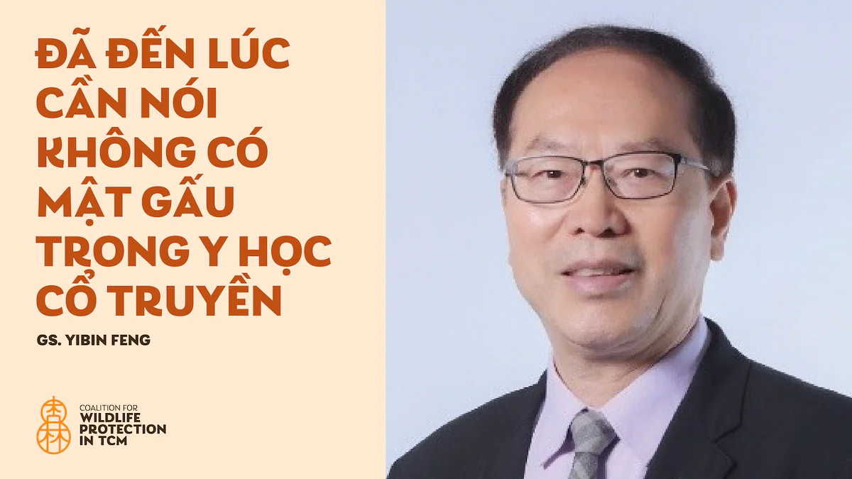 GS. Yibin Feng - Trường Y học Cổ truyền, ĐH Hong Kong) - Đã đến lúc cần nói không có mật gấu trong Y học cổ truyền