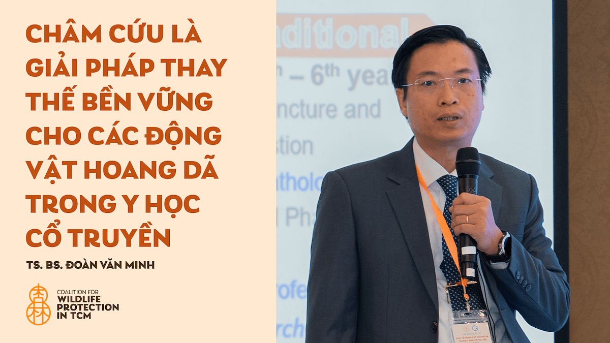 TS. BS Đoàn Văn Minh - Châm cứu là giải pháp thay thế bền vững cho các động vật hoang dã trong Y học cổ truyền
