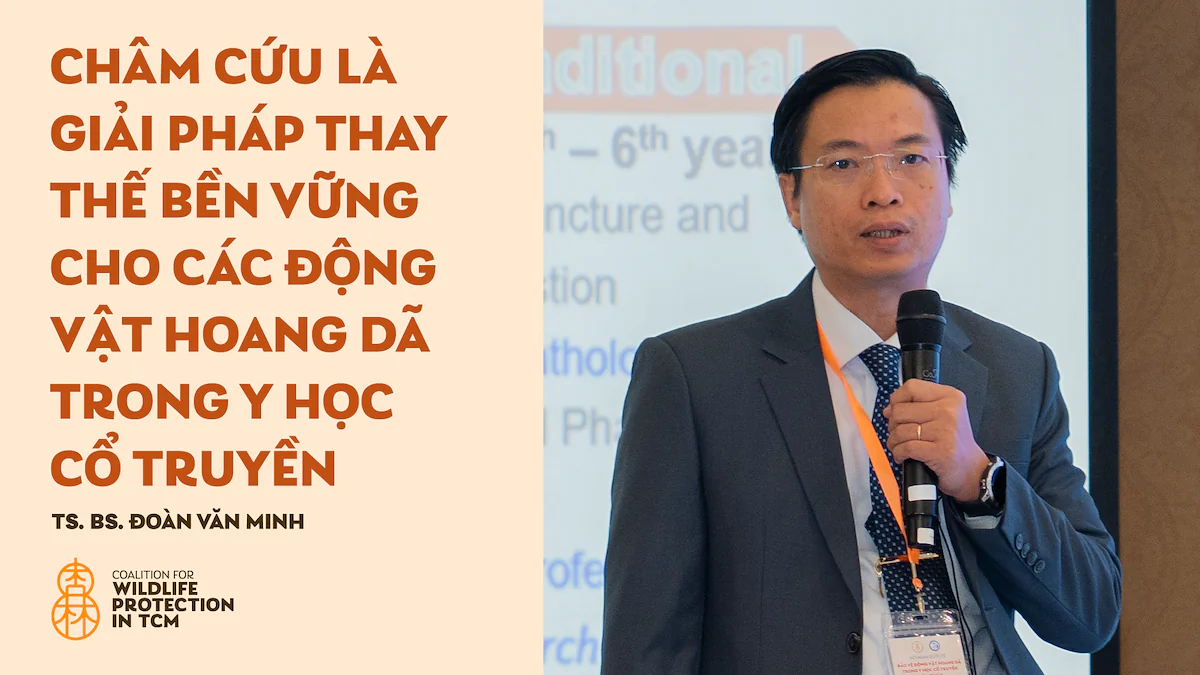 TS. BS Đoàn Văn Minh - Châm cứu là giải pháp thay thế bền vững cho các động vật hoang dã trong Y học cổ truyền