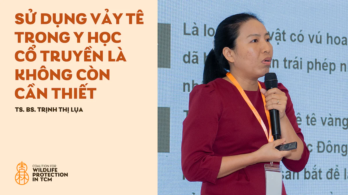TS.BS. Trịnh Thị Lụa - Sử dụng vảy tê tê trong y học cổ truyền là không còn cần thiết!