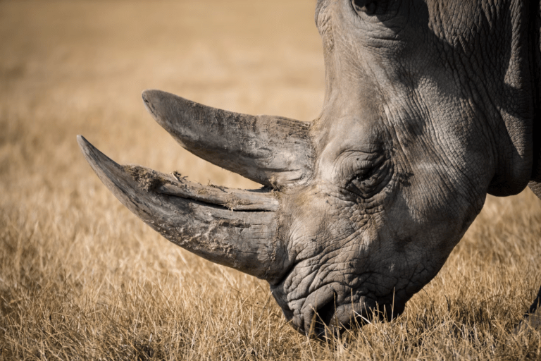 PRACTICAL VALUE OF RHINOCEROS HORN FROM AN EVIDENCE-BASED MEDICINE PERSPECTIVE AND THE POTENTIAL OF SUBSTITUTE MEDICINAL MATERIALS: A NARRATIVE REVIEW