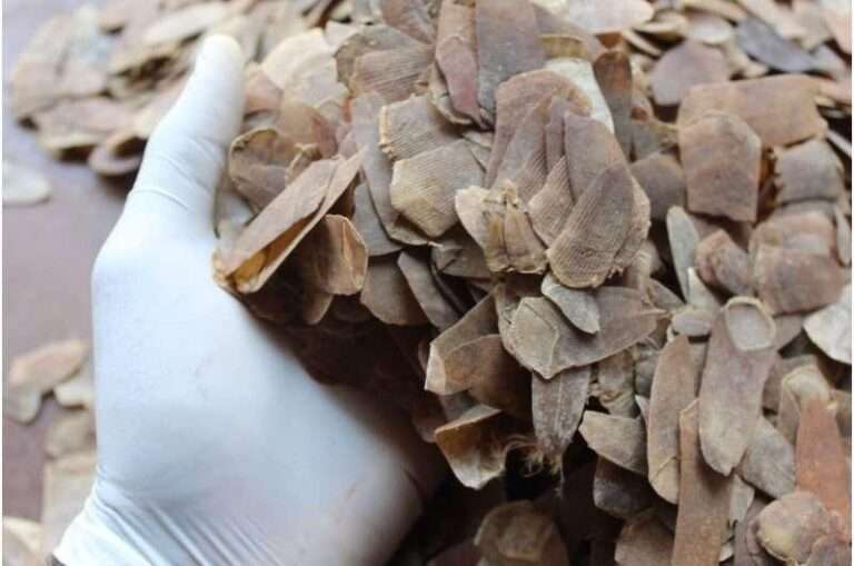 RE-EVALUATING THE THERAPEUTIC EFFICACY OF PANGOLIN SCALES IN TRADITIONAL MEDICINE AND EXPLORING ALTERNATIVE MEDICINAL MATERIALS